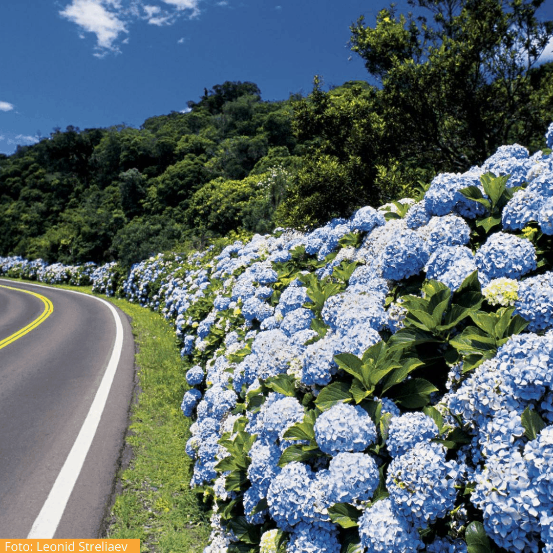 Hortênsias Rota Romântica