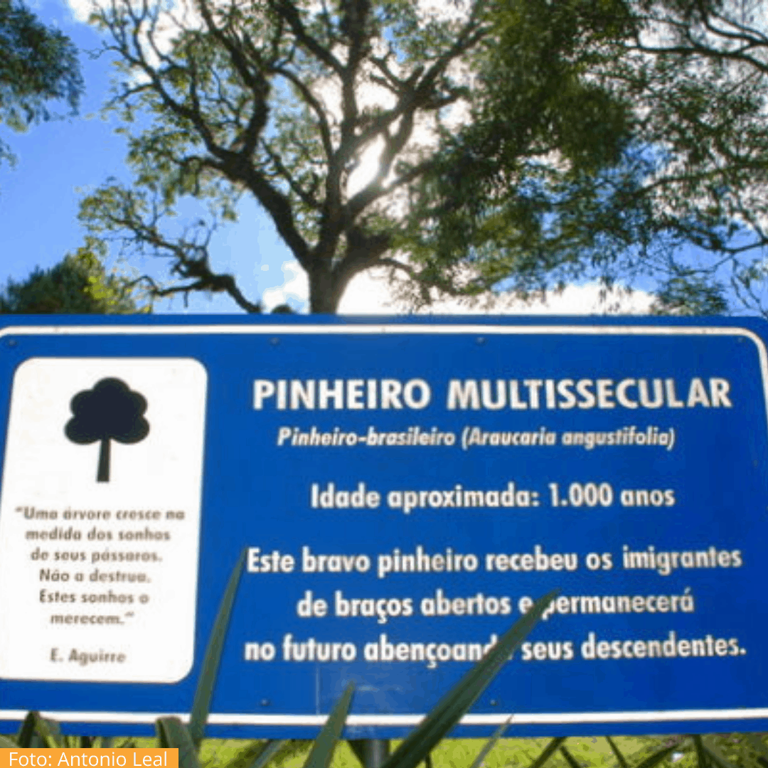 Pinheiro Multissecular Serra Gaúcha
