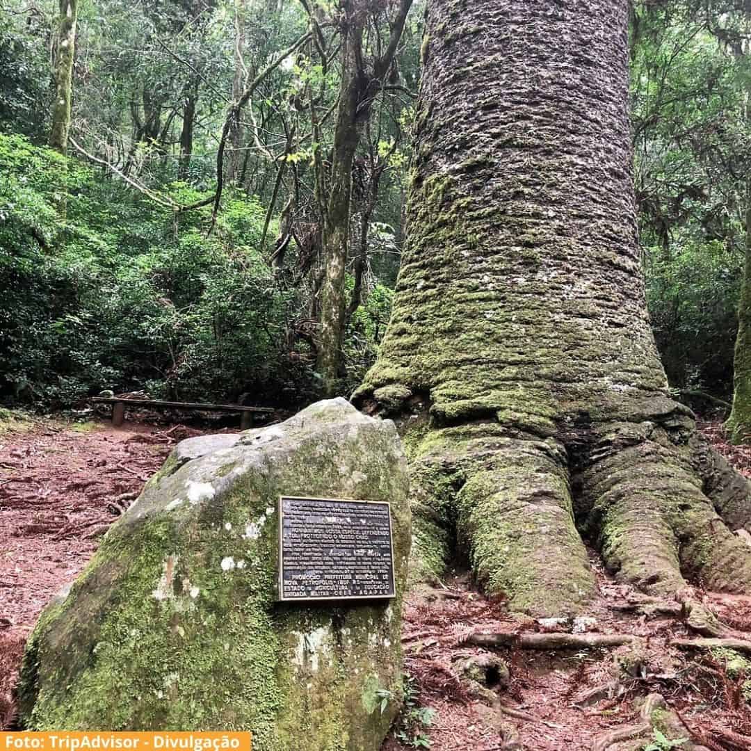 Pinheiro Multissecular Nova Petrópolis