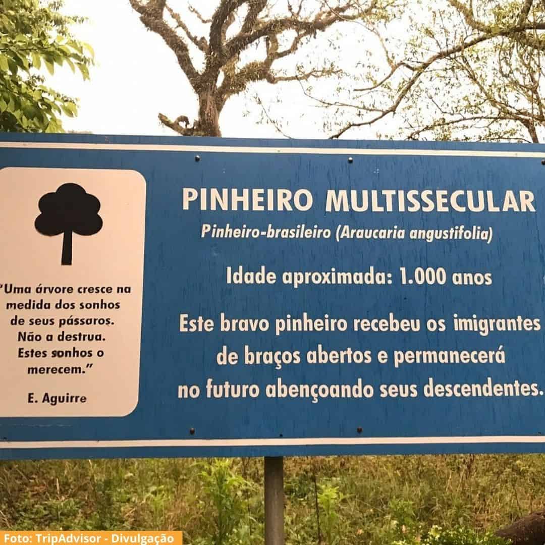 Pinheiro Multissecular Nova Petrópolis