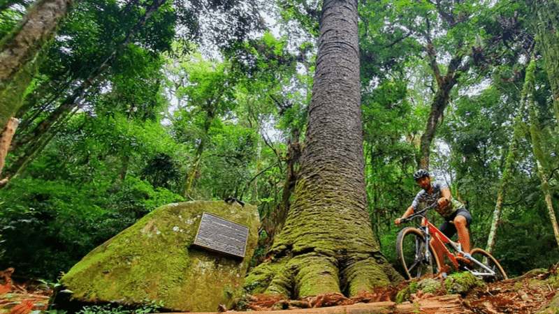 Cicloturismo em Nova Petrópolis: Pedal em trilhas incríveis
