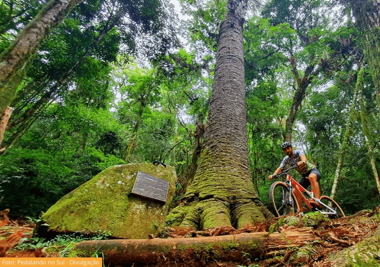 Cicloturismo em Nova Petrópolis: Pedal em trilhas incríveis